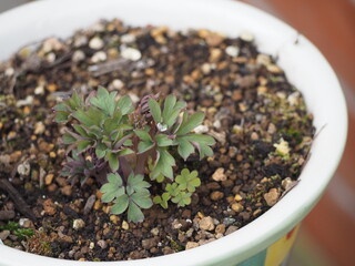 鉢植えのケマンソウ