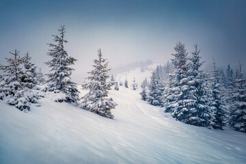 Christmas postcard. Wonderful winter landscape. Foggy morning view of Carpathian valleys with snow covered fir trees. Calm outdoor scene of mountain forest.