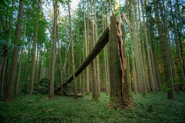 Windbruch im Fichtenwald: großer Baum umgeknickt und zerborsten