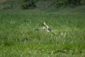 crowned crane on a green lawn in natural conditions in a national park in Kenya