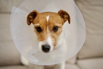 Dog wearing medical plastic collar sitting on sofa in living room. Rehabilitation after medical treatment. Sad Jack Russell Terrier in pet cone - obrazy, fototapety, plakaty
