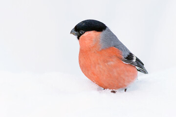 Bullfinch bird with bright plumage on the snow in the winter forest.
