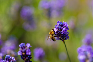 Spring lavender flowers under sunlight. Bees pollinate flowers and collect pollen. Lavender honey. Beautiful landscape of nature with a panoramic view. Hi spring. long banner