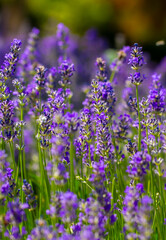 Spring lavender flowers under sunlight. Lilac flowers close up. Beautiful landscape of nature with a panoramic view. Hi spring. long banner