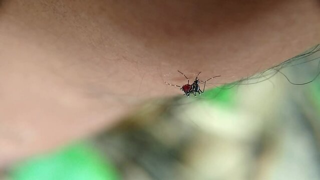 Mosquitoes are sucking human blood
