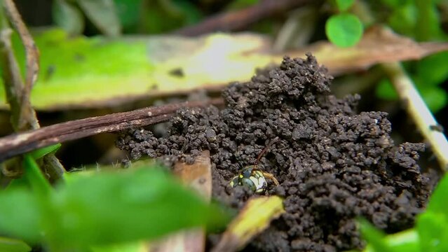 Philanthus or bee hunter wasps are coming out of the nest