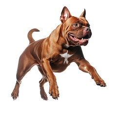 American Bully Healthy dog jumping on transparent background PNG, easy to use. Generated by realistic AI
