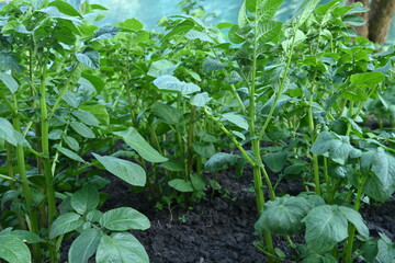 potato bushes, green young leaves potato close-up, leaf veins, stems of a nightshade plant, against the background of black soil, background, organic vegetable garden