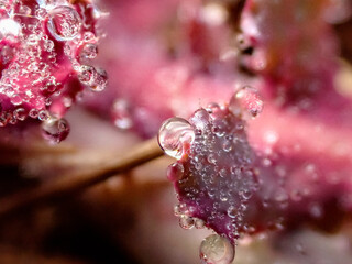 Gotas de agua sobre una pequeña planta, macro, detalle, textura