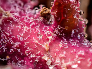 Gotas de agua sobre una pequeña planta, macro, detalle, textura