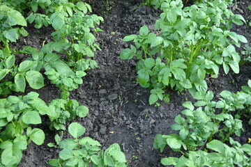 potato bushes, green young leaves potato close-up, leaf veins, stems of a nightshade plant, against...