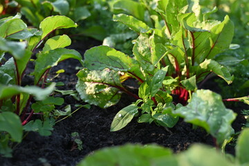 green red beet leaves in the vegetable garden, young rows of chard, rows of fresh vegetables, growing vegetables on the ground in the vegetable garden 