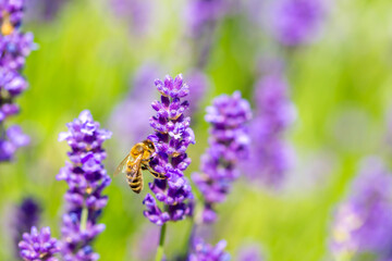 Obraz premium Spring lavender flowers under sunlight. Bees pollinate flowers and collect pollen. Lavender honey. Beautiful landscape of nature with a panoramic view. Hi spring. long banner
