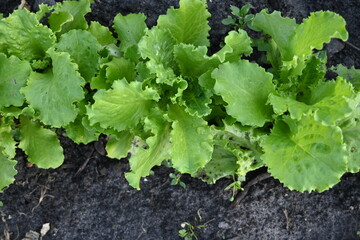 Photo from above: a row of lettuce leaves as a background, a row of lettuce in an organic garden on black soil