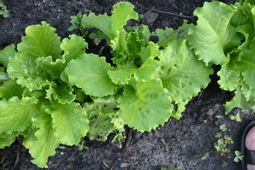 Photo from above: a row of lettuce leaves as a background, a row of lettuce in an organic garden on black soil