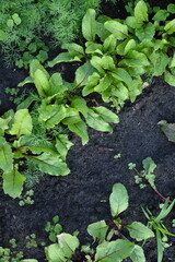 young green spring zalen photo from above organic vegetable garden, young leaves of beetroot, dill, lettuce, ligold, healthy eating concept 