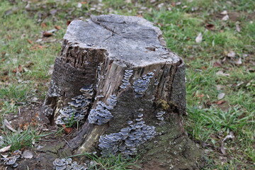 Obraz premium Stump with gray mushrooms