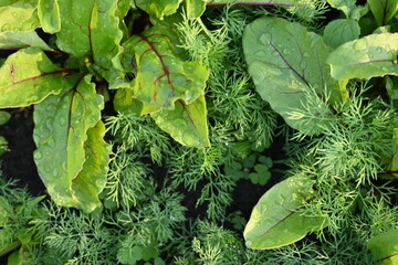 young green spring zalen photo from above organic vegetable garden, young leaves of beetroot, dill,...