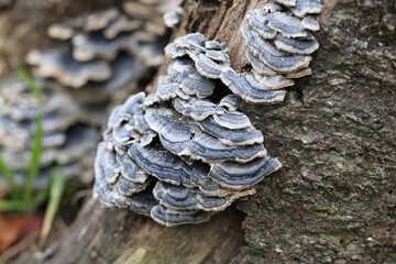 Gray mushrooms growing at the base of a tree