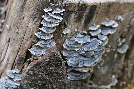 Gray flat mushrooms