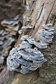 Coriolus versicolor