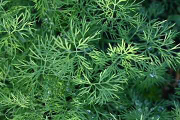 young green spring zalen photo from above organic vegetable garden, young leaves of beetroot, dill, lettuce, ligold, healthy eating concept 