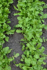 overhead view of rows of green rucola, growing rucola in a vegetable garden on black soil 