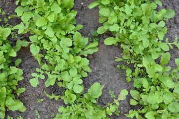 overhead view of rows of green rucola, growing rucola in a vegetable garden on black soil 
