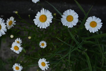 white daisies on a green background, white daisy flowers on a green background 