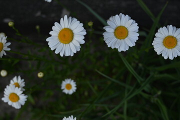 Obraz premium white daisies on a green background, white daisy flowers on a green background 