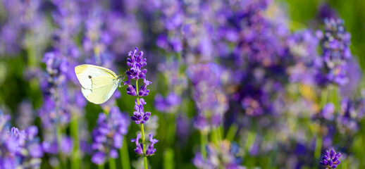 Butterflies on spring lavender flowers under sunlight. Beautiful landscape of nature with a panoramic view. Hi spring. long banner