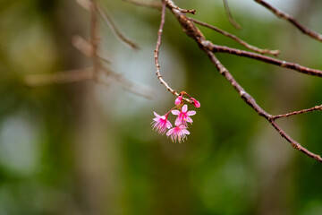 Phaya Sua Krong flowers, or what Thai people like to call cherry blossoms, are blooming behind a green background.
