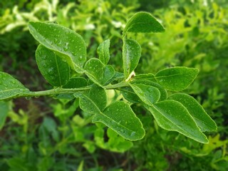 kaffir lime leaves, very fresh after the rain, Can be used as a kitchen spice