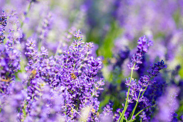 Obraz premium Spring lavender flowers under sunlight. Lilac flowers close up. Beautiful landscape of nature with a panoramic view. Hi spring. long banner