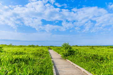 大自然の香り　サロベツ原野を望む
