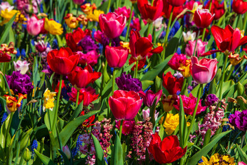 Beautiful mix of flowers and tulips