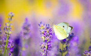 Butterflies on spring lavender flowers under sunlight. Beautiful landscape of nature with a panoramic view. Hi spring. long banner