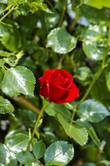 Czerwona pnąca róża na pergoli