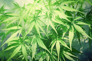 Fototapeta premium Banner consisting from traditional species marijuana in leaves, Ai generated