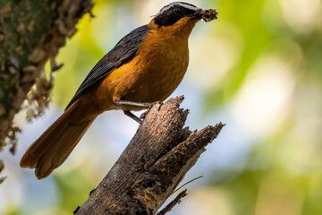 White-browed redstart on a tree near a nest in natural conditions in a national park in Kenya