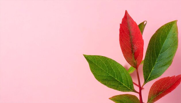 red and green leaf isolated on pink background