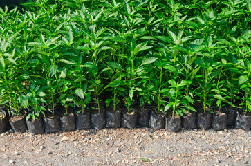 Fresh green chili sprouts in black bags in sunlight for sale