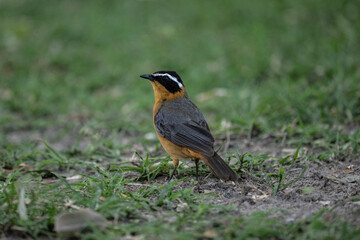 White-browed redstart on a tree near a nest in natural conditions in a national park in Kenya