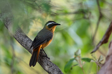 White-browed redstart on a tree near a nest in natural conditions in a national park in Kenya