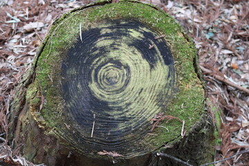 Weathered annual rings on a stump with green moss