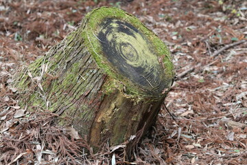 Obraz premium Annual tree ring with moss growing on it