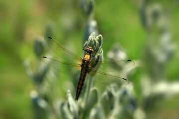 Yellow dragonfly sitting on plant