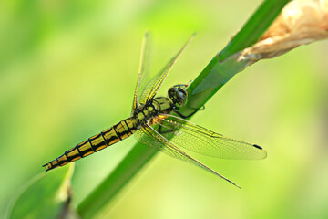 Yellow dragonfly sitting on plant
