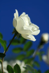 Portrait of beutiful rose on nature background