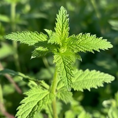 close up of nettle